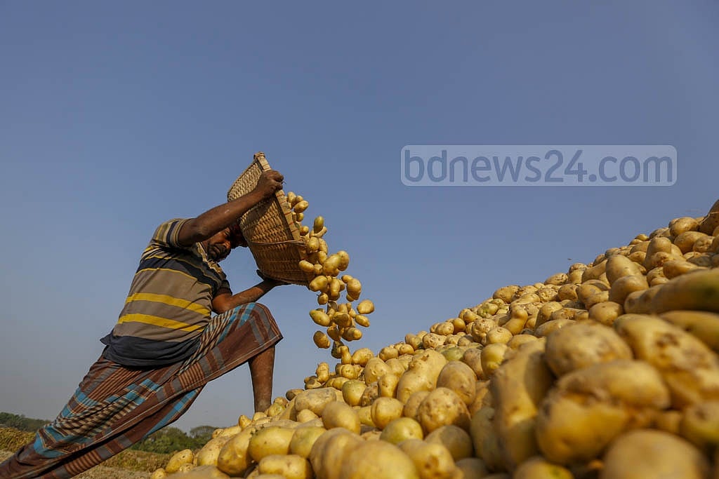 মুন্সীগঞ্জের সিরাজদিখান এলাকার কৃষক দুলাল হোসেন আশা করছেন, ৪৮ বিঘা জমি থেকে তিনি প্রায় ৬ হাজার মণ আলু পাবেন। ছবি: মাহমুদ জামান অভি 