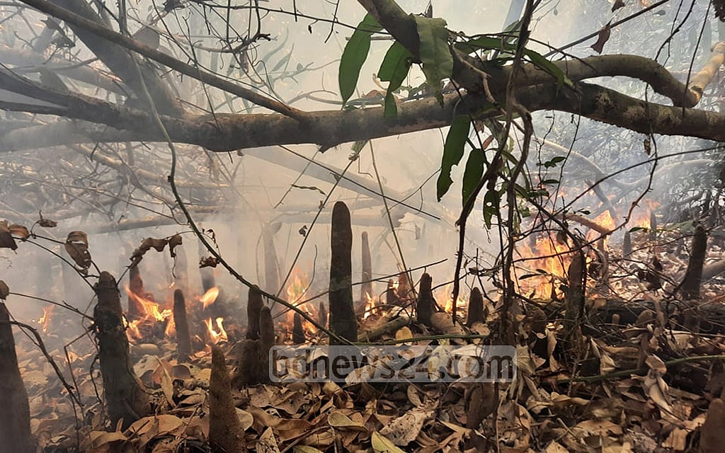 সম্প্রতি পূর্ব সুন্দরবনের চাঁদপাই রেঞ্জের আমুরবুনিয়া এলাকায় বনে আগুনে ক্ষতিগ্রস্ত হয় গাছপালার। ফাইল ছবি