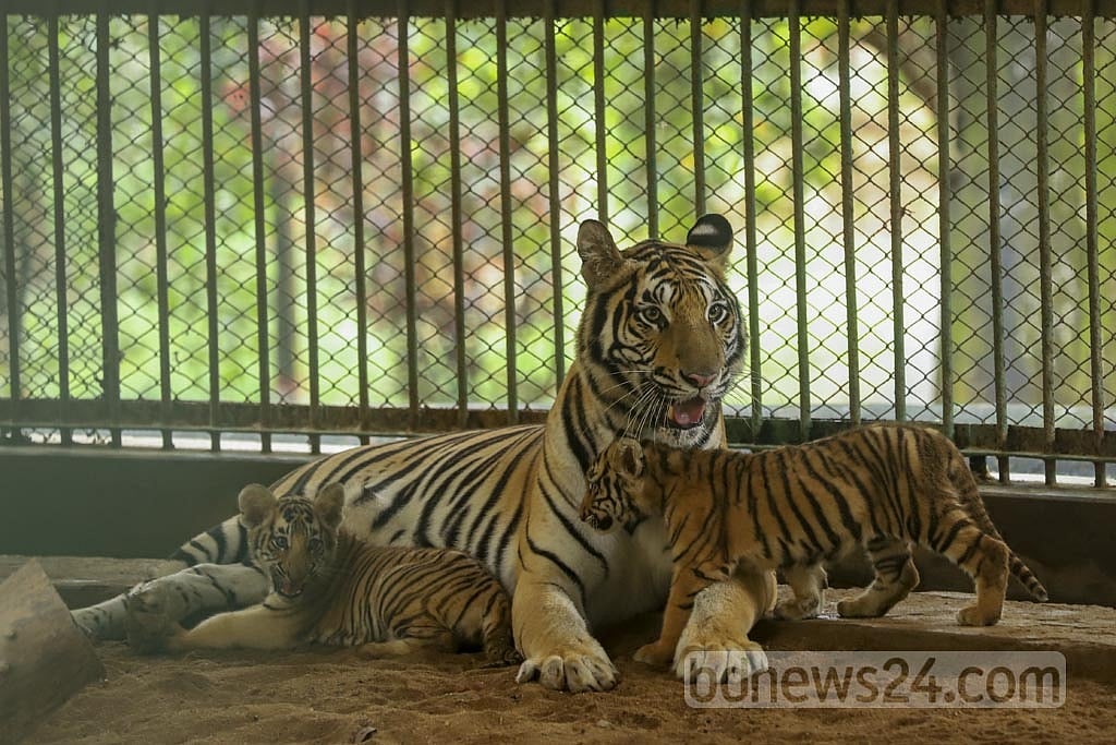 Aug 16, 2021: Royal Bengal Tiger couple 'Tagar' and 'Beli' gave birth to a male cub, Durjay, and a female one, Abantika, at the National Zoo in Dhaka’s Mirpur on Jun 26, 2021 amid the pandemic. The two cubs unfortunately died on Nov 21. Photo: Mahmud Zaman Ovi Aug 16, 2021: Royal Bengal Tiger couple 'Tagar' and 'Beli' gave birth to a male cub, Durjay, and a female one, Abantika, at the National Zoo in Dhaka’s Mirpur on Jun 26, 2021 amid the pandemic. The two cubs unfortunately died on Nov 21. Photo: Mahmud Zaman Ovi