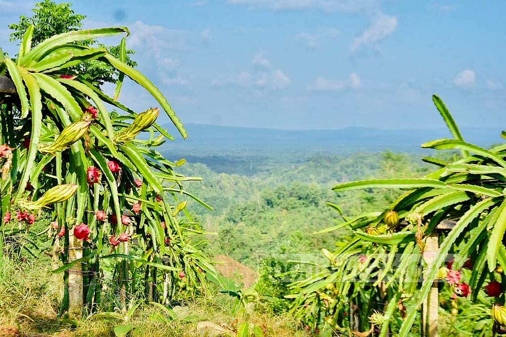 দেশের পাহাড়ি এলাকাতেও চাষ হয় ড্রাগনের 