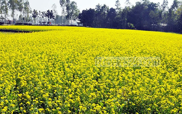 রবি ফসলের জন্য ১৩৭ কোটি টাকার প্রণোদনা