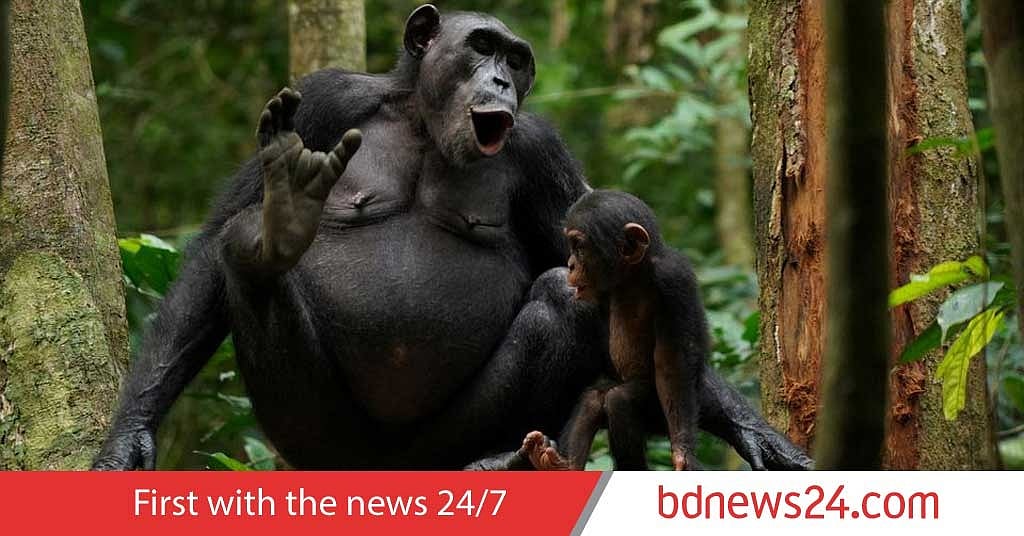 Chimp Being Rude Grunt, hoo, pant, scream: Chimps use complex vocal communication
