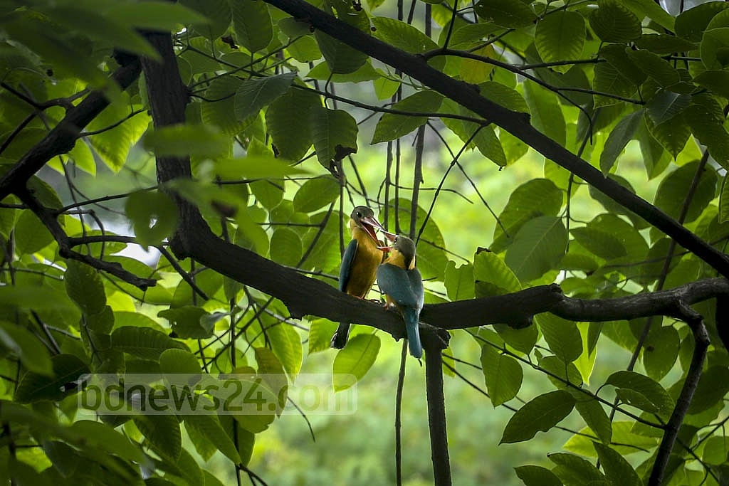 নীল ডানা আর টুকটুকে লাল ঠোঁটের এই পাখির নাম মেঘহও মাছরাঙা 