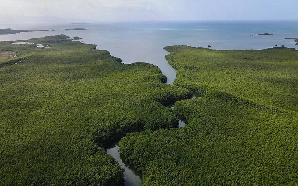 An aerial view of the mangroves of Guadeloupe, a French archipelago in the Caribbean, where the unusually large bacterium Thiomargarita magnifica was found, is seen in this undated handout image. Researchers at the US Department of Energy Joint Genome Institute, Lawrence Berkeley National Laboratory, the Laboratory for Research in Complex Systems and the Universite des Antilles have characterised a bacterium composed of a single cell that is 5,000 times larger than other bacteria. Hugo Bret/US Department of Energy's Lawrence Berkeley National Laboratory/Handout via REUTERS 
