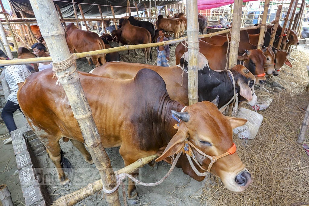মেরাদিয়ায় পশুর হাট বসানো যাবে না: হাই কোর্ট